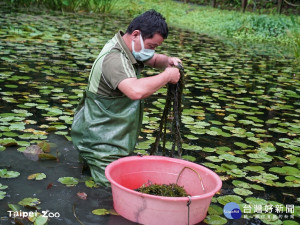 保護在地生物多樣性　北市動物園移除外來種植物