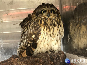 新北市有許多動物誤闖民宅或受傷救援，今年至4月底已救援了1,559隻野生動物，其中不乏可見柴棺龜、食蛇龜、遊隼、食蟹獴等保育類野生動物