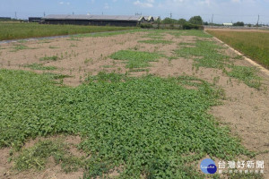 放寬綠肥作物勘查標準，經認定有種植事實，即核發獎勵金。