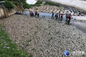 桃園市多條河川出現大量魚隻暴斃情事，令人觸目驚心。