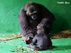 北市動物園金剛猩猩喜迎二寶　「呷百二」晉級當哥哥