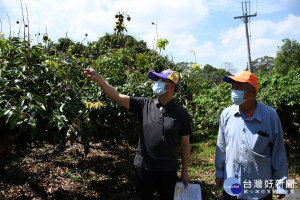 荔枝嚴重欠收林世賢市長（左）指著稀稀疏疏的果實果農農韓信忠（右）欲哭無淚。