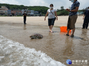 活海龜歷經3個月照護醫療，經回診追蹤血液理學檢查已回歸正常值，確認達野放標準，選擇靠近麟山鼻沙灘的白沙灣海水浴場野放