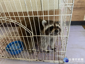 陳婦兒子飼養的浣熊咬傷幼犬／劉冠宏翻攝