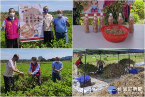 五結鄉臨海三村出產的「沙仁」土豆正在採收上市，鄉長沈德茂、鄉代會副主席陳林煌等人大力促銷。（圖∕五結鄉公所）