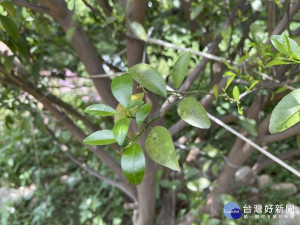 中市其他柑橘及梨山水蜜桃災損　即日起可申請現金救助