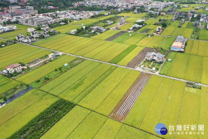 南投水稻雖非大宗但環保局也籲勿露天燃燒。（環保局提供）