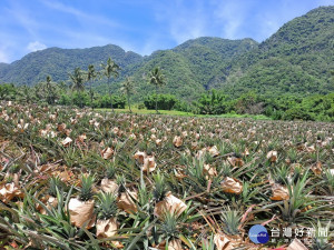 台東鳳梨盛產品質佳正好吃　饒慶鈴籲消費者踴躍購買挺農友