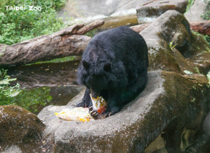 （圖／台北市立動物園提供）