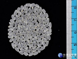 台農85號米粒光亮。林重鎣翻攝