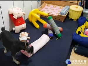新北市動保處在官網推出動保小學堂線上課程，包含寵物長照、寵物行為及鮮食等寵物相關知識趣味課程