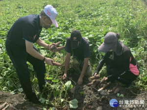 
因應今年乾旱缺水。大安區農會輔導農友耕種黃金地瓜辦理統一運銷，為了符合市場品質要求，總幹事蔡建宗到田園考察，要求確實做好分等次包裝。（記者陳榮昌攝）
