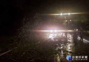 烟花颱風來襲前豪雨造成路樹倒塌，龍潭警鋸樹交通管制