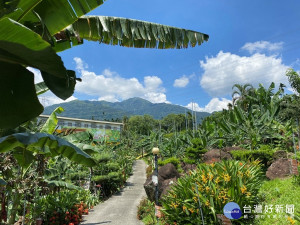 集元果觀光工廠內的香蕉生態園園，收藏一百多個品種的香蕉。（記者賴淑禎攝）