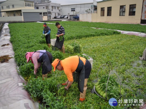 颱風蔬菜要防災害。林重鎣攝