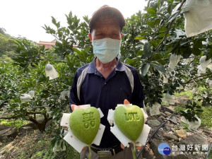 八里限量版心型柚上市，該心型柚因其愛心的造型，加上柚子果香，充滿淡雅的幸福感，為七夕情人節送禮的好選擇