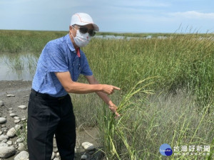 大安區龜殼里海域沙灘上長滿外來植物─互花米草，嚴重破壞生態，里長洪正義籲請市府有效清除。（記者陳榮昌攝）