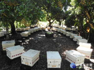 養蜂人家時刻得視花況氣候遷移蜂箱。（縣府提供）