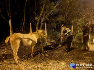 警員照顧馬。林重鎣攝