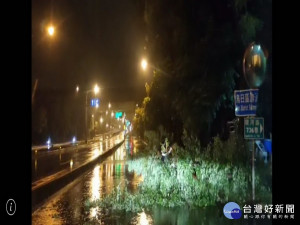 大雨路樹倒。林重鎣攝