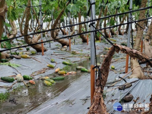 8月豪雨農損救助金　屏東簡化程序從速核撥首批36萬元