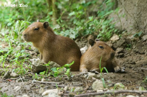 圖／台北市立動物園提供