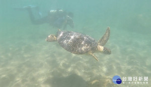 杉原海域野放綠蠵龜　讓海龜回到大海的家