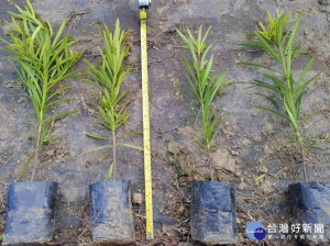 新北苗木開放免費申請