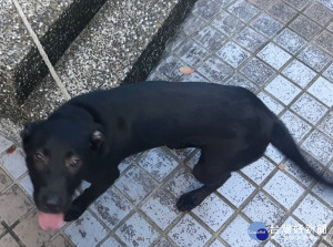 小黑一路尾隨警員返回派出所並賴著不走，彷彿是要「報案」