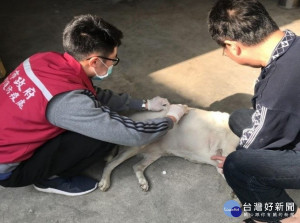 每週4天由公務獸醫和動保員挨家挨戶，協助飼主晶片植入登記及狂犬病疫苗施打，目前已完成384隻廠家犬登記