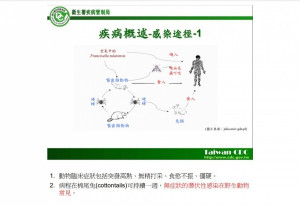 兔熱病傳染途徑（圖／資料照片，圖源：衛福部疾管署）