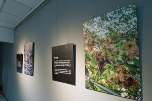 《桃回原鄉：自然幻境X海藍鏡地》展示原民部落常見生活植物，讓參觀者更加瞭解原民生活