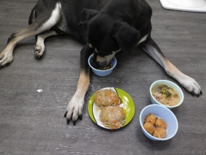 中秋犬貓飲食3大禁忌，新北提醒飼主要注意寵物飲食健康