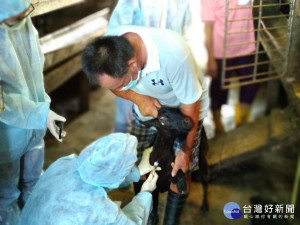 動保處主動協助養羊戶施打羊痘疫苗，讓羊隻健康無虞