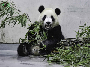 大貓熊「圓寶」（圖／台北市立動物園提供）