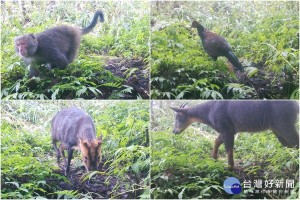 可愛的動物紛紛出現在英士部落橫歧漾步道。（圖∕英士社區發展協會提供）