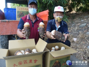 榮膺行政院農業委員會產銷履歷達人的芋農黃至青及大安農會總幹事蔡建宗，認證的芋頭搭配豬肉生產加工農畜產品，安全健康符合消費者口味。（記者陳榮昌攝）