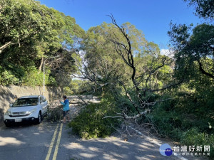 路樹倒塌佔據車道，龜山警方管制交通通知區公所派員清除