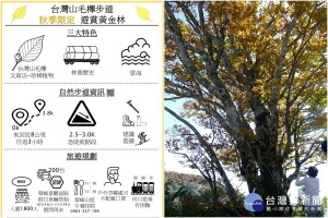 太平山國家森林遊樂區的台灣山毛櫸再換秋裝，將掀起一波旅遊熱潮。（圖∕羅東林區管理處提供）