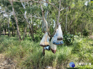 嘉義縣海區某樹林裡發現被掛滿貓屍／陳致愷翻攝