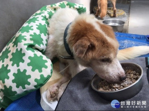 世界保健日，新北市政府動保處除與飼主分享毛寶貝健康生活秘訣