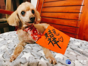 為幫家中狗爺爺、狗奶奶祈福，動保處發起「九九重陽曬狗狗」活動