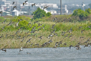 群鴨飛舞(郭松澤拍攝) （圖／高雄市政府提供）