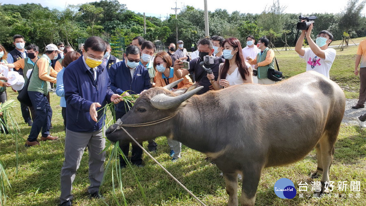 交通部長王國材餵牛吃草。（圖∕陳木隆攝）