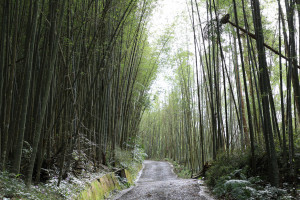 嘉義縣府3年投入近億元，優化梅山瑞里綠色隧道道路／陳致愷翻攝