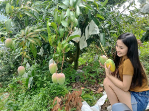 「臺中一號」芒果口感佳！