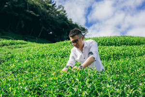 梨山茶園