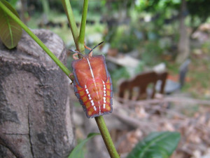 雲林農業處指出，荔枝椿象寄主為荔枝、龍眼等無患子科植物，嚴重時將導致落花落果，造成果實無法收成/圖取自農業處官網，李光揚