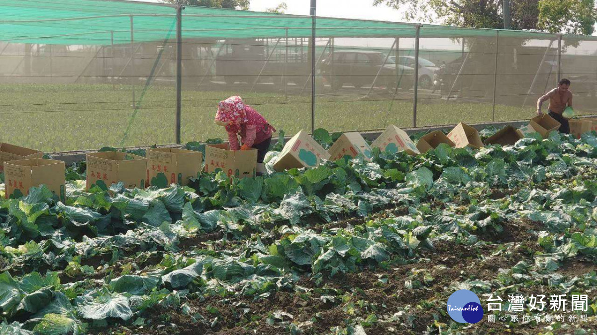 年底菜價低，雲林籲民眾買菜挺農民過好年 ／李光揚翻攝