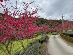 竹山鎮也有賞櫻秘境。（竹山公所提供）